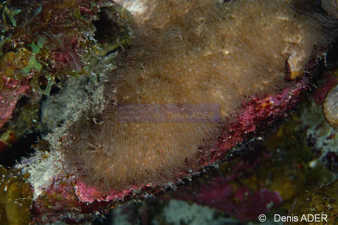 Briareum polyanthes Gorgone encroutante-Bonaire 1000steps-19m-20180222-Denis-ADER-DSC_7444_tn.jpg